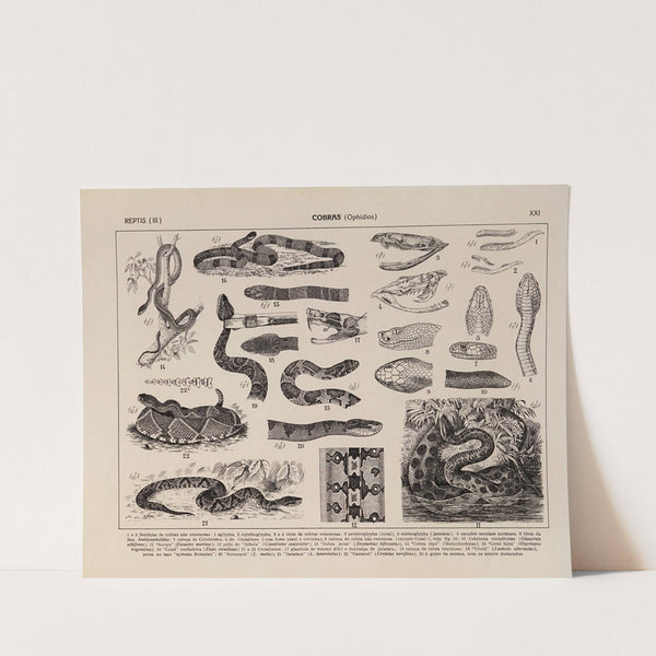 Atlas da Fauna do Brasil Pl.21 by Rodolpho von Ihering