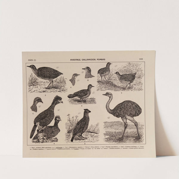 Atlas da Fauna do Brasil Pl.22 by Rodolpho von Ihering