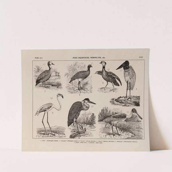 Atlas da Fauna do Brasil Pl.23 by Rodolpho von Ihering