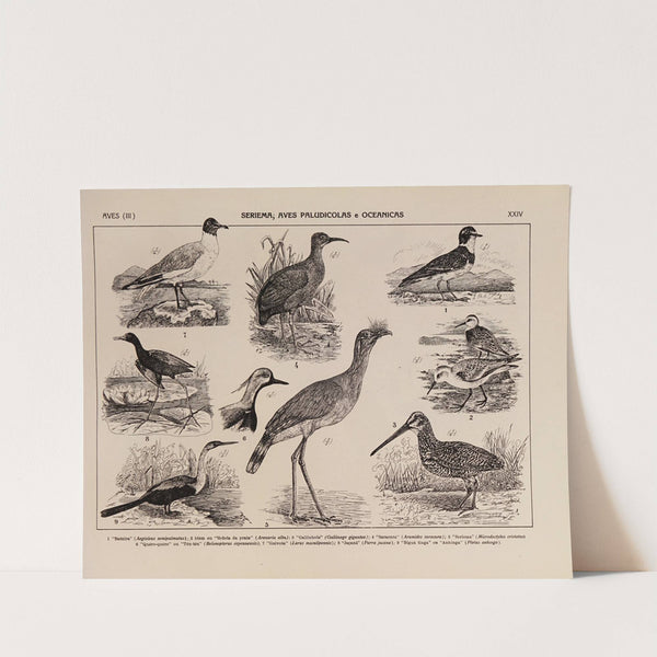 Atlas da Fauna do Brasil Pl.24 by Rodolpho von Ihering