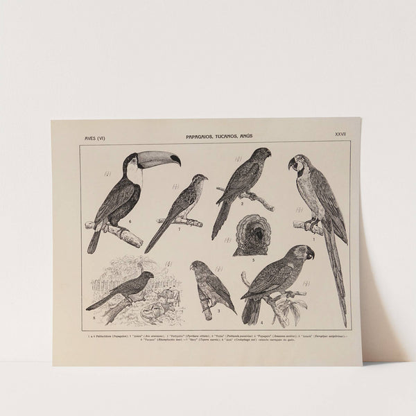 Atlas da Fauna do Brasil Pl.27 by Rodolpho von Ihering