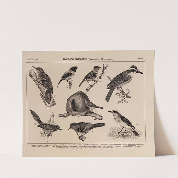 Atlas da Fauna do Brasil Pl.28 by Rodolpho von Ihering