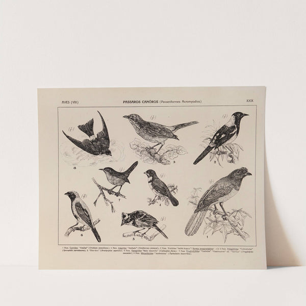 Atlas da Fauna do Brasil Pl.29 by Rodolpho von Ihering