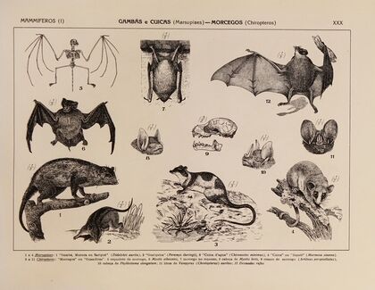 Atlas da Fauna do Brasil Pl.30