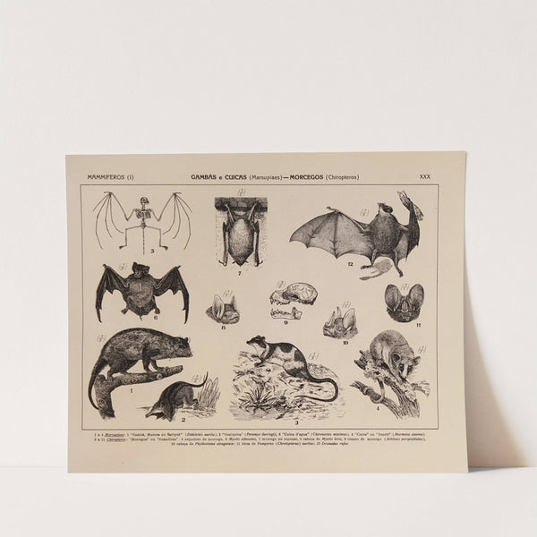 Atlas da Fauna do Brasil Pl.30 by Rodolpho von Ihering