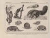 Atlas da Fauna do Brasil Pl.31