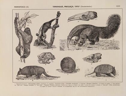 Atlas da Fauna do Brasil Pl.31