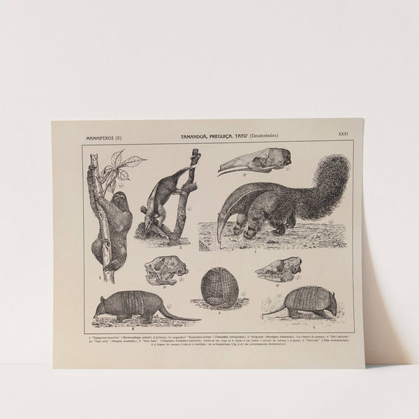 Atlas da Fauna do Brasil Pl.31 by Rodolpho von Ihering