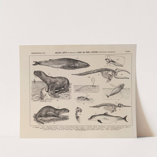 Atlas da Fauna do Brasil Pl.33 by Rodolpho von Ihering