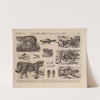 Atlas da Fauna do Brasil Pl.34 by Rodolpho von Ihering