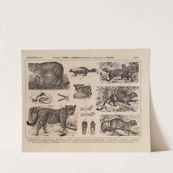 Atlas da Fauna do Brasil Pl.34 by Rodolpho von Ihering