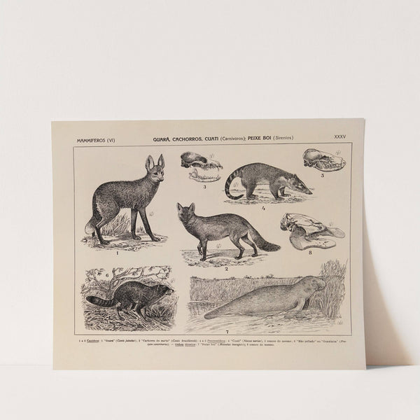 Atlas da Fauna do Brasil Pl.35 by Rodolpho von Ihering