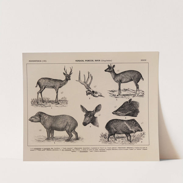 Atlas da Fauna do Brasil Pl.36 by Rodolpho von Ihering