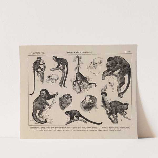 Atlas da Fauna do Brasil Pl.37 by Rodolpho von Ihering