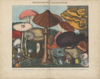 Atlas – Des champignons comestibles, suspects et vénéneux Pl.03
