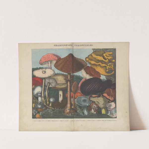 Atlas – Des champignons comestibles, suspects et vénéneux Pl.03 (1827-1828) by Michel Etienne Descourtilz