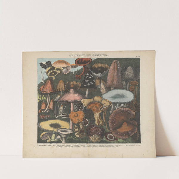 Atlas – Des champignons comestibles, suspects et vénéneux Pl.04 (1827-1828) by Michel Etienne Descourtilz