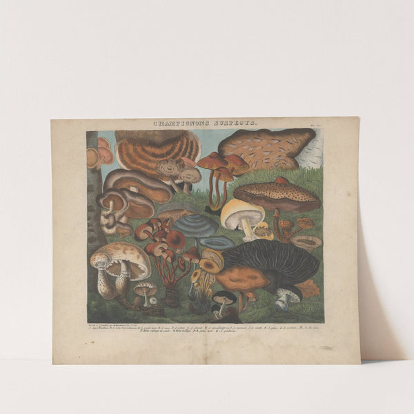 Atlas – Des champignons comestibles, suspects et vénéneux Pl.05 (1827-1828) by Michel Etienne Descourtilz