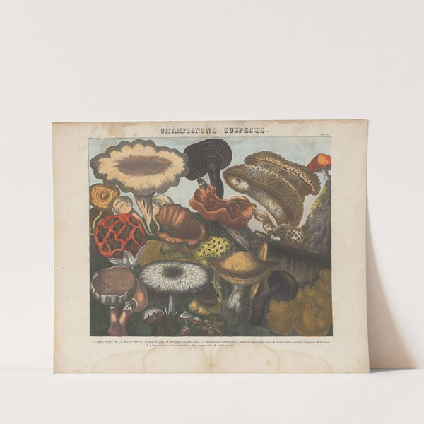 Atlas – Des champignons comestibles, suspects et vénéneux Pl.06 (1827-1828) by Michel Etienne Descourtilz