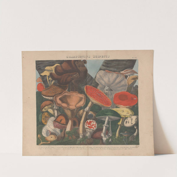 Atlas – Des champignons comestibles, suspects et vénéneux Pl.07 (1827-1828) by Michel Etienne Descourtilz