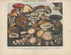 Atlas – Des champignons comestibles, suspects et vénéneux Pl.08