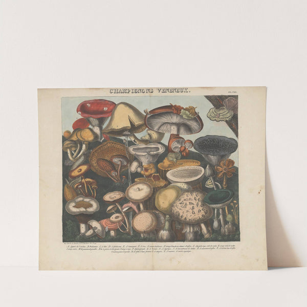 Atlas – Des champignons comestibles, suspects et vénéneux Pl.08 (1827-1828) by Michel Etienne Descourtilz