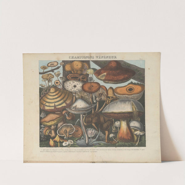 Atlas - Des champignons comestibles, suspects et vénéneux Pl.10 by Michel Etienne Descourtilz