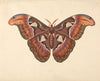 Atlas Moth