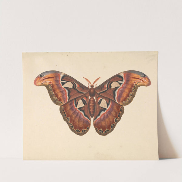 Atlas Moth by George Edwards
