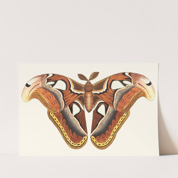 ATLAS MOTH by George Shaw