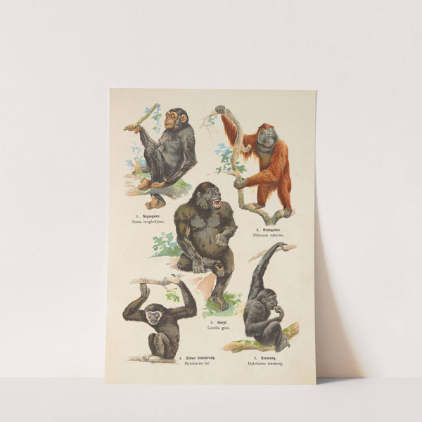 Atlas państwa zwierzęcego Pl.01 (1905) by Kurt Lampert