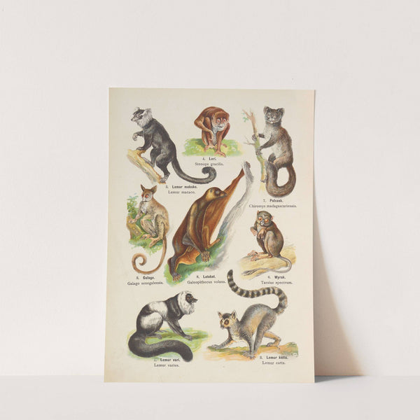 Atlas państwa zwierzęcego Pl.04 (1905) by Kurt Lampert