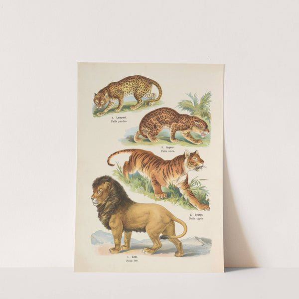 Atlas państwa zwierzęcego Pl.06 (1905) by Kurt Lampert