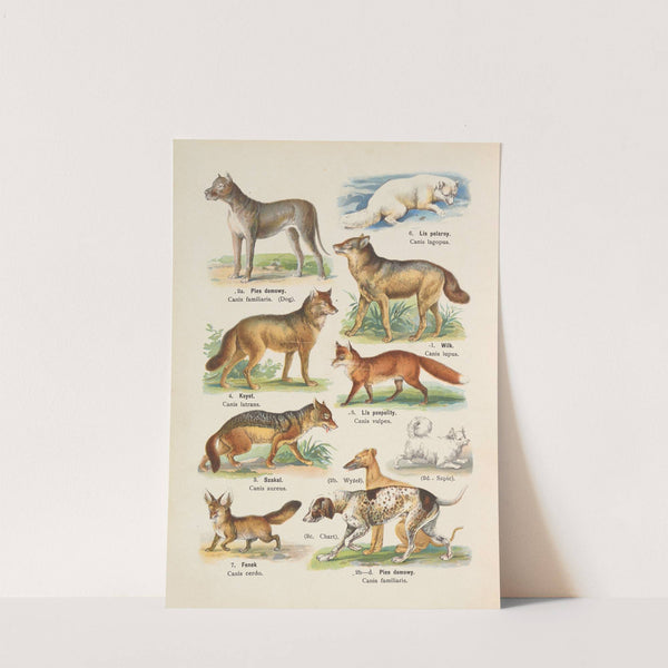 Atlas państwa zwierzęcego Pl.07 (1905) by Kurt Lampert