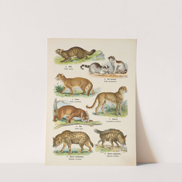 Atlas państwa zwierzęcego Pl.08 (1905) by Kurt Lampert