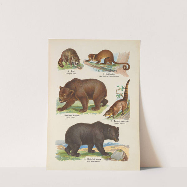 Atlas państwa zwierzęcego Pl.11 (1905) by Kurt Lampert