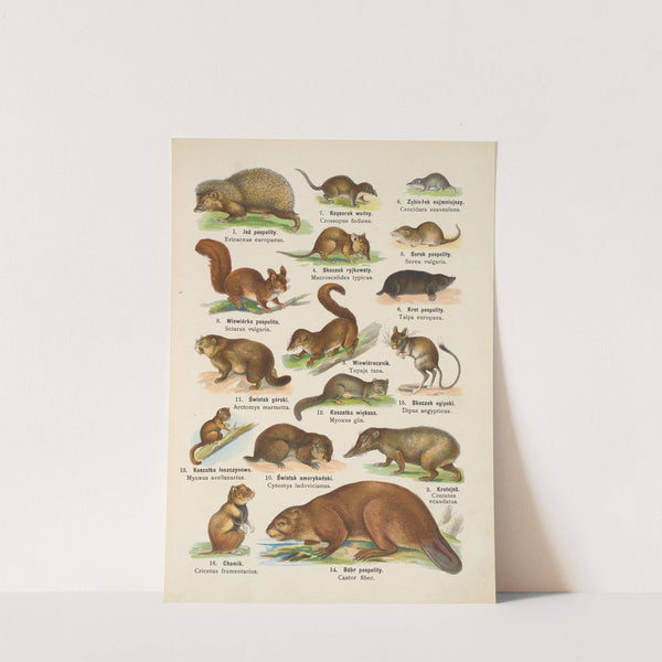 Atlas państwa zwierzęcego Pl.13 (1905) by Kurt Lampert