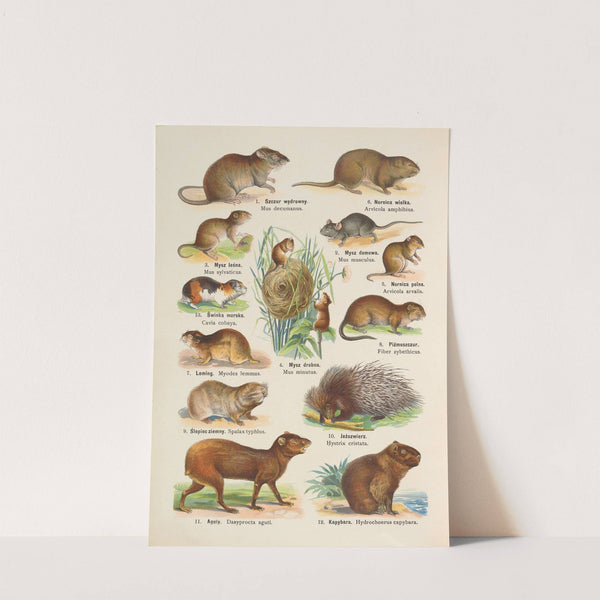 Atlas państwa zwierzęcego Pl.14 (1905) by Kurt Lampert