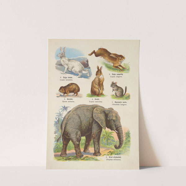 Atlas państwa zwierzęcego Pl.15 (1905) by Kurt Lampert