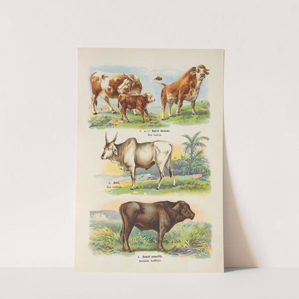 Atlas państwa zwierzęcego Pl.17 (1905) by Kurt Lampert