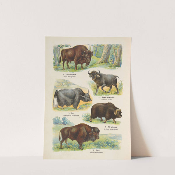 Atlas państwa zwierzęcego Pl.18 (1905) by Kurt Lampert