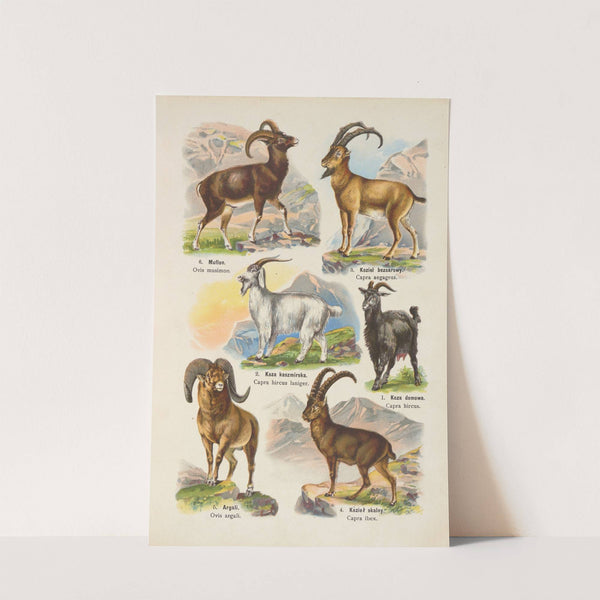 Atlas państwa zwierzęcego Pl.19 (1905) by Kurt Lampert