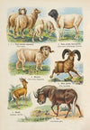 Atlas państwa zwierzęcego Pl.20 (1905)