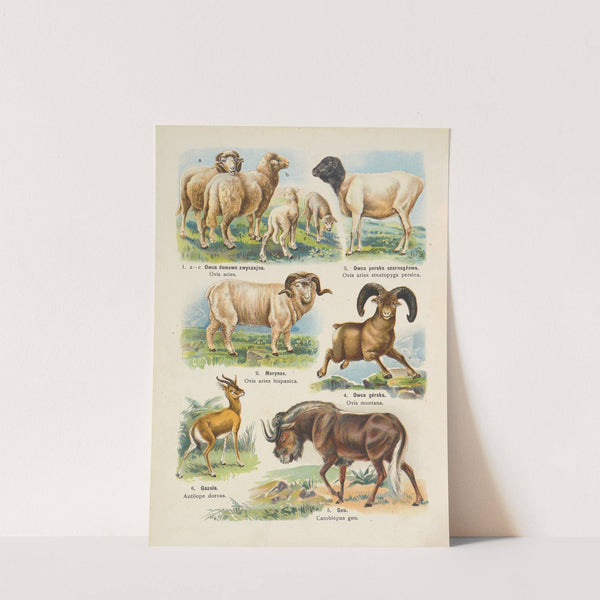 Atlas państwa zwierzęcego Pl.20 (1905) by Kurt Lampert