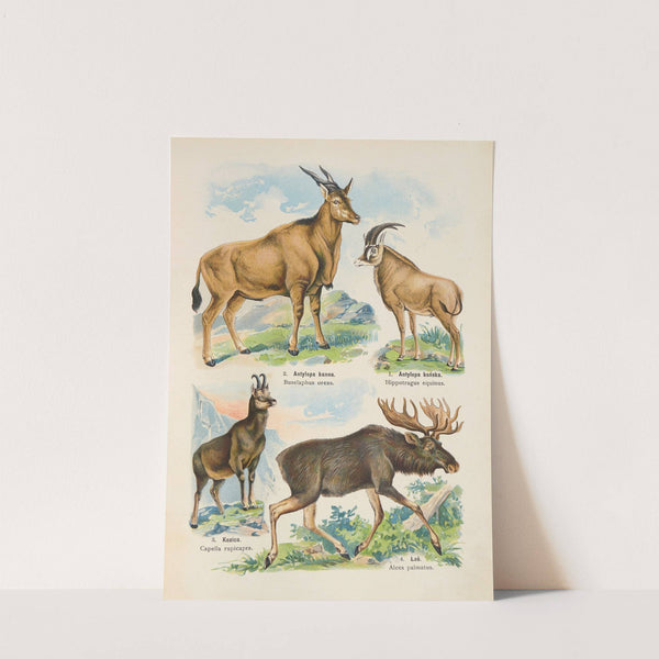 Atlas państwa zwierzęcego Pl.21 (1905) by Kurt Lampert