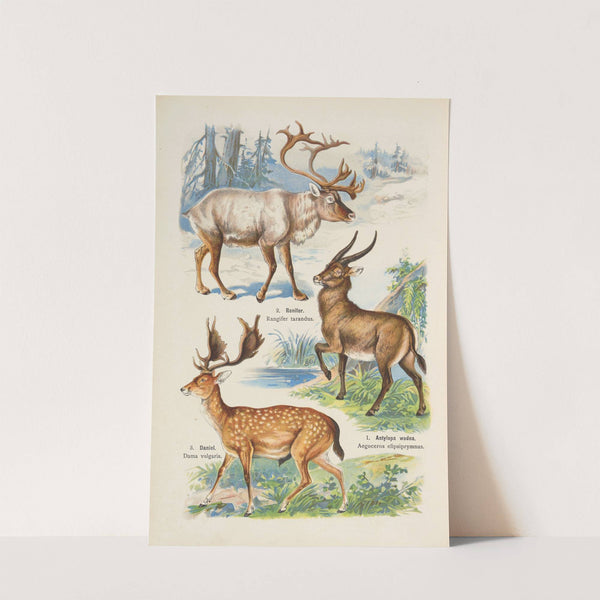 Atlas państwa zwierzęcego Pl.22 (1905) by Kurt Lampert