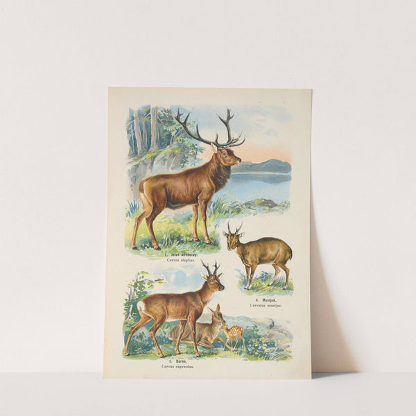 Atlas państwa zwierzęcego Pl.23 (1905) by Kurt Lampert