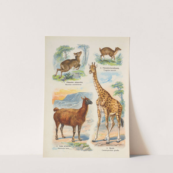 Atlas państwa zwierzęcego Pl.24 (1905) by Kurt Lampert