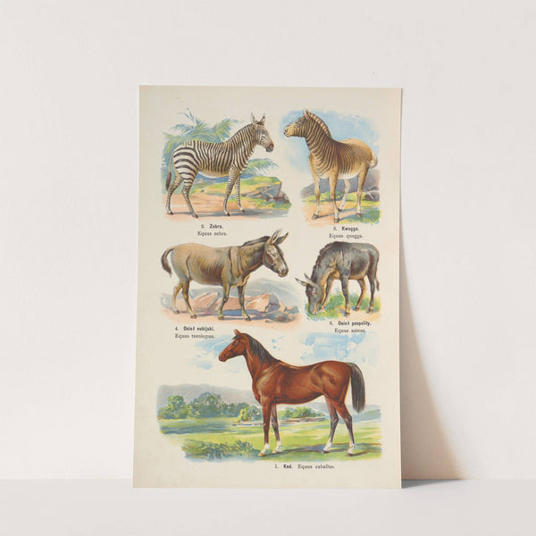 Atlas państwa zwierzęcego Pl.26 (1905) by Kurt Lampert