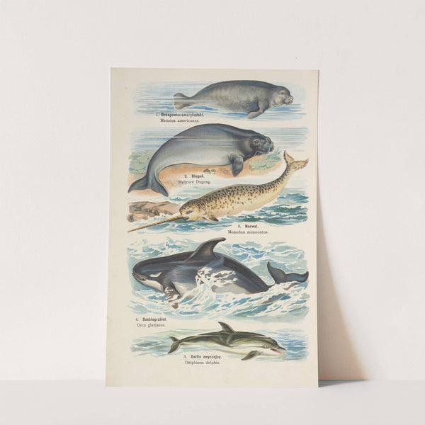 Atlas państwa zwierzęcego Pl.28 (1905) by Kurt Lampert